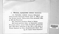 Puccinia caricis image